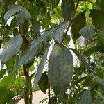 Image result for Copaifera