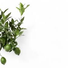 Image result for Citrus × aurantiifolia