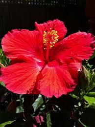 A Hibiscus Flower To Brighten Up Your Day Hibiscus Tree Hibiscus Flowers Hibiscus