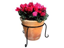 Dianthus flowers are perfect for plant containers and will bring a splash of color to any urban balcony garden. Plant Pot Ring For Potted Plants Flower Pots