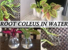 Coleus is a magnificent tropical plant, noted for the beauty of its colorful, mottled foliage. Root Coleus Cuttings In Water Gardening For Beginners