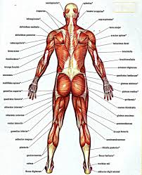 Almost every muscle constitutes one part of a pair of identical bilateral. Diagram Of Back Muscles Of The Human Body
