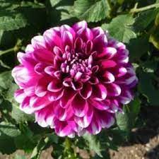 Dahlia Wiki Woo Purple White Tips Plants Dahlia Plant Database