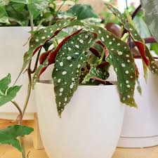 Image result for Begonia scutifolia