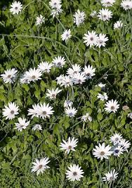 Image result for Dimorphotheca