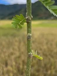 Image result for Aeschynomene nodulosa