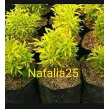 Bibitbunga.com, situs penyedia segala kebutuhan berkebun dan pertanian di indonesia. Bunga Hias Terlengkap Harga Agustus 2021 Blibli