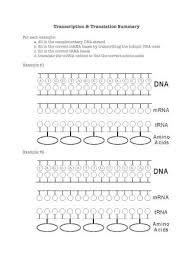 Ribosomal rna (rrna) transfer rna (trna) small nuclear in bacteria same rna polymerase transcribe all these three types of rna in eukaryotes different rna polymerases are involved in transcription of. Transcription And Translation Worksheet 2 Pdf Document