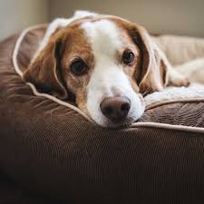 Maybe you would like to learn more about one of these? Kmart Heated Dog Bed Www Macj Com Br