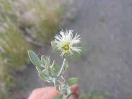 Image result for Leucosphaera bainesii