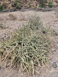Image result for Cissus quadrangularis