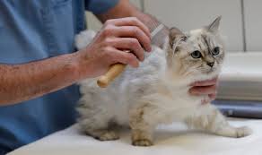 Typically if your cat's an indoor cat, they're not going to get fleas, dr. Flea Treatment Why You Should Never Use Your Dog S Medication On Your Cat