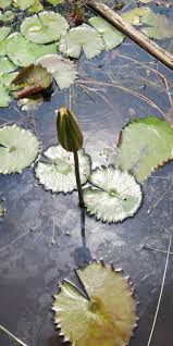 Image result for Nymphaea lotus