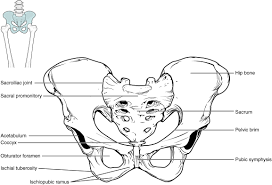 It's formed by the paired hip bones and sacrum of the spine, which togeth. 8 3 The Pelvic Girdle And Pelvis Anatomy Physiology