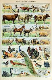 Domestic Animals Farm Livestock Animaux Illustration Poster Animal Posters Animal Illustration Animals