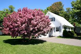 Browse our selection of available flowering trees! 6 Trees Perfect For Your Portland Front Yard Mr Tree Inc