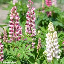 Smaller centers occur in north africa and the mediterranean. Lupine Hartwegii Zaden Happy Seeds Webwinkel