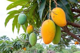 Image result for Mangifera