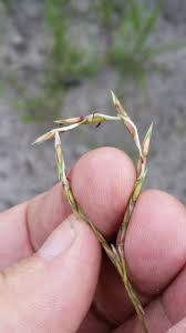 Image result for Elionurus tripsacoides