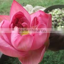 Maybe you would like to learn more about one of these? Fresh Flowers Buy Fresh Lotus Flower Importers In Malaysia Singapore Dubai Canada Us On China Suppliers Mobile 137066535
