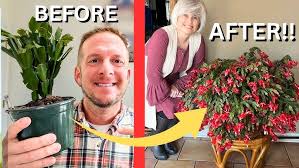 Image result for Crassula globularioides