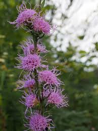 Image result for Rytigynia celastroides