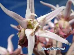 A Milkweed Species That Will Also Attract Hummingbirds Try This One Asclepias Milkweed Milkweed Plant