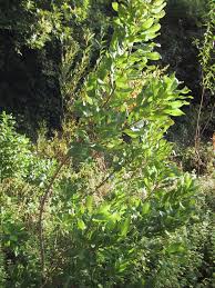 Image result for Myrica salicifolia