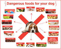 What fruits are safe for dogs. Foods Bad For Dogs What To Feed Not Feed Your Dog