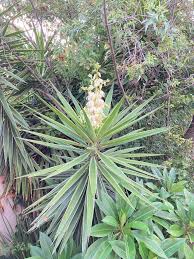 Image result for Kotschya strigosa