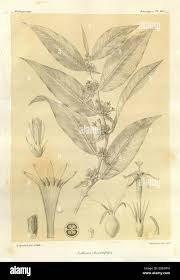 Image result for Sabicea venosa