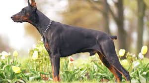 At one time, dogs were rarely kept as pets. Is It Cruel To Dock Your Dog S Tail Ned Hardy