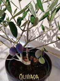 That is to say, for how long shall this tree not bear fruit? Olive Tree Not Fruiting Why My Olive Tree Doesn T Produce Fruits Oliviada