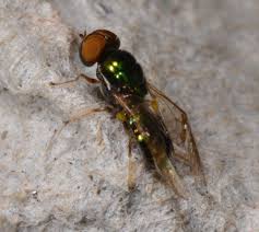 Image result for Grewia microthyrsa