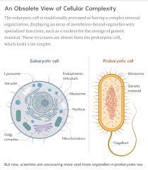 What are the major organelles and their functions. Bacterial Complexity Revises Ideas About Which Came First Quanta Magazine