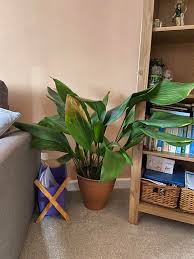 Image result for Aspidistra