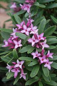 Maybe you would like to learn more about one of these? Daphne Spring Pink Eternal Fragrance