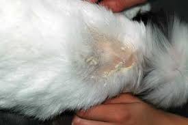 Image result for what do Cheyletiella look like in dog fur