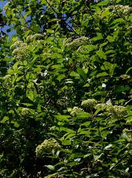 Image result for Microglossa