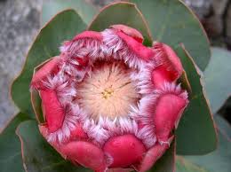 Image result for Protea rupestris