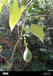 Image result for Aristolochia albida