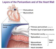 Image result for Pericardium