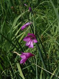 Image result for Gladiolus microspicatus