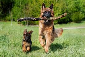 Ciobanescul german sau cainele lup este un caine de origine germana, de talie medie/ mare. Hrana Pentru Un Caine CiobÄnesc German The Petclub Blog