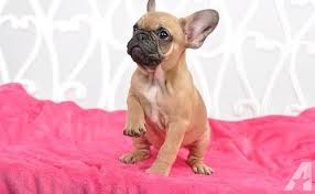 Our goal is to make the best rescue match taking into consideration the rescue bulldogs background and your family's needs. French Bulldog Puppy For Sale Adoption Rescue For Sale In Boston Massachusetts Classified Americanlisted Com