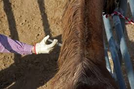 Maybe you would like to learn more about one of these? Vacunas Para Caballos Obligatorias Opcionales Y Mas
