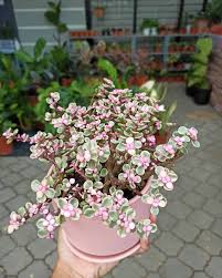 The pink jade plant is also known as as the pink beauty and has more colors of pink than it does of jade. Lakar Ideas Today S Hot Pick Pink Jade Plant And Jewel Facebook