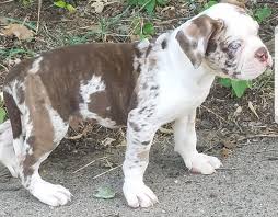 Sometimes there are cases of dogs that have more than eight puppies but it can be rare. Texas Outback Kennels Abba