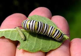 Need help identifying a caterpillar? Caterpillars Can Be Friend Or Foe Depending On The Type The Blade