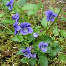 Image result for Viola abyssinica